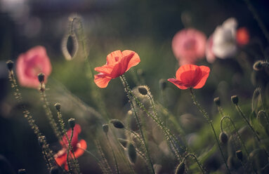 Close up of red flowers - BLEF04341