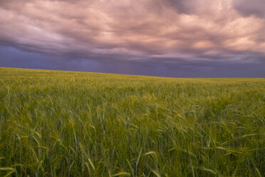 Gewitterwolken über einem Feld mit hohem Gras - BLEF04357