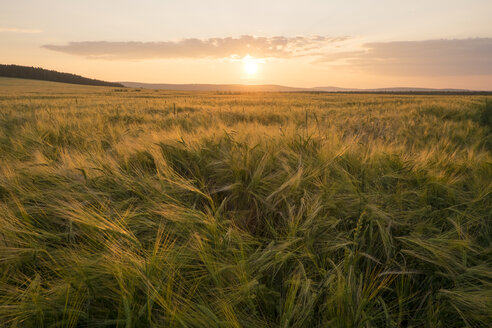 Feld mit hohem Gras bei Sonnenuntergang - BLEF04360