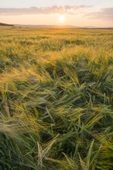 Field of tall grass at sunset - BLEF04361