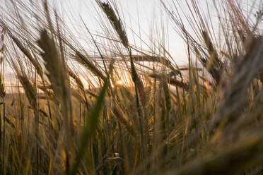 Close up of tall grass in field - BLEF04362