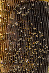 Bienen auf einer Bienenstockwabe - BLEF04373