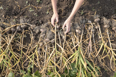 Hands of Caucasian woman arranging bulbs in soil - BLEF04394