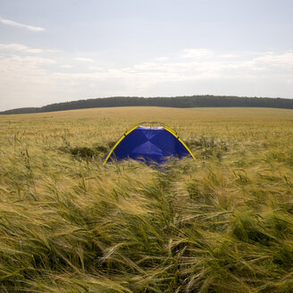 Blaues Campingzelt im hohen Gras - BLEF04399