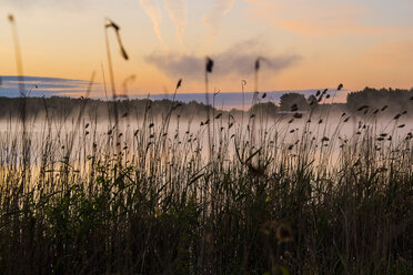 Silhouette of tall grass at foggy lake - BLEF04419