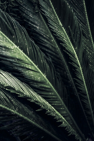 Nahaufnahme der Blätter einer Sagopalme, Cycas Revoluta, lizenzfreies Stockfoto