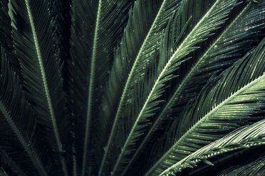 Close-up of leaves of a sago palm, Cycas Revoluta - DWIF01006