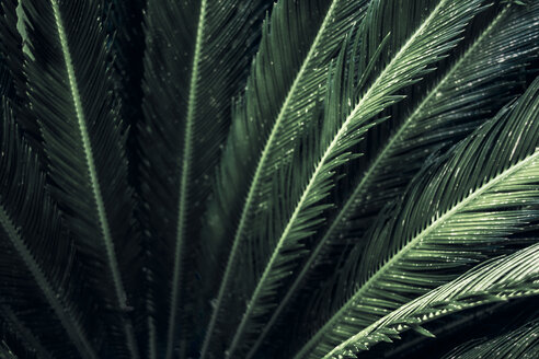 Nahaufnahme der Blätter einer Sagopalme, Cycas Revoluta - DWIF01006