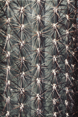 Nahaufnahme eines Kaktus, Stacheln, lizenzfreies Stockfoto