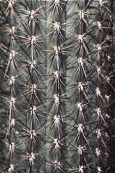 Nahaufnahme eines Kaktus, Stacheln - DWIF01008