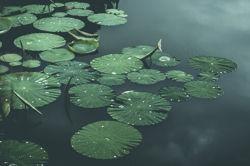 Lily-pads on pond, Wuppertal, Germany - DWIF01010