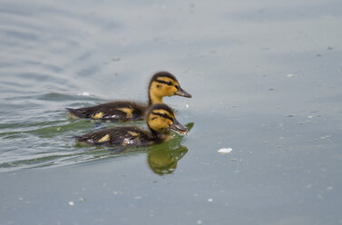 Zwei Stockentenküken auf dem Chiemsee, Bayern, Deutschland - ZCF00784