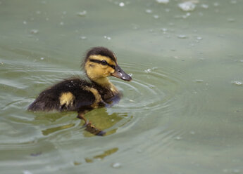 Stockentenjunges auf dem Chiemsee, Bayern, Deutschland - ZCF00785