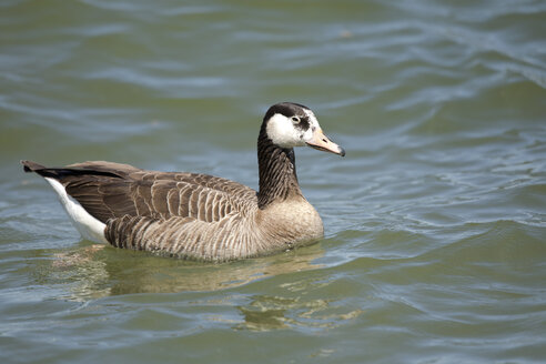 Kanadagans und Graugans-Hybrid auf dem Chiemsee, Bayern, Deutschland - ZCF00786