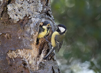 Great tit at tree hole nest feeding young, Bavaria, Germany - ZCF00787