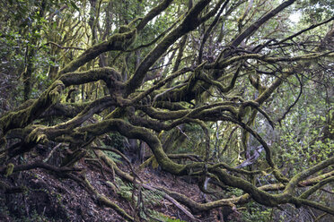 Forest at Garajonay National Park, La Gomera, Canary Islands, Spain - MAMF00678