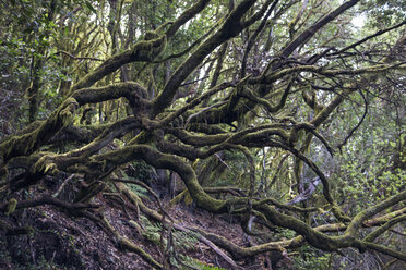 Wald im Garajonay-Nationalpark, La Gomera, Kanarische Inseln, Spanien - MAMF00678