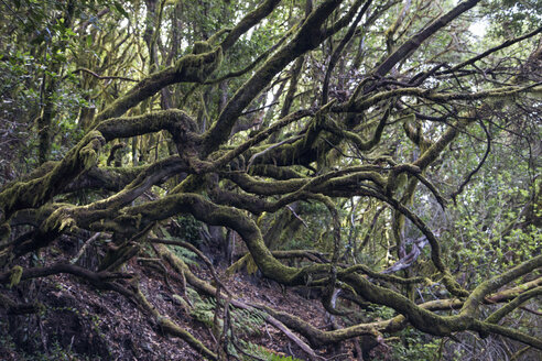 Wald im Garajonay-Nationalpark, La Gomera, Kanarische Inseln, Spanien - MAMF00678