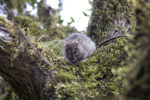 Schwarze Ratte im Garajonay-Nationalpark, La Gomera, Kanarische Inseln, Spanien - MAMF00680