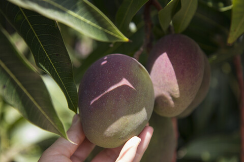 Hand berührt Mango auf Mangobaum, La Gomera, Kanarische Inseln, Spanien, lizenzfreies Stockfoto