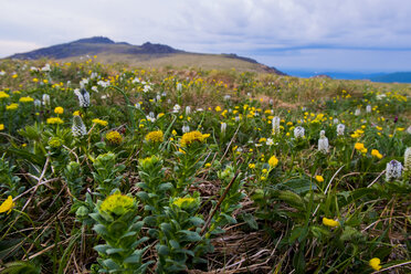 Flowers in mountain field - BLEF04428