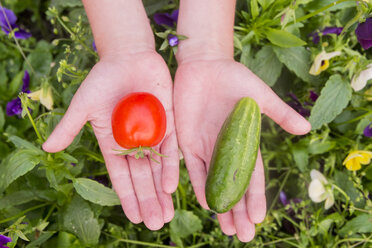 Nahaufnahme von Händen, die eine Tomate und eine Gurke über Blumen halten - BLEF04434