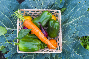 Close up of basket of fresh vegetables on leaves - BLEF04435