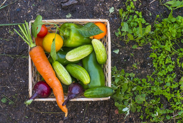 Close up of basket of fresh vegetables on garden soil - BLEF04441