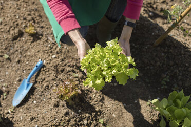 Frau arbeitet in ihrem Gemüsegarten, Italien - MAUF02460