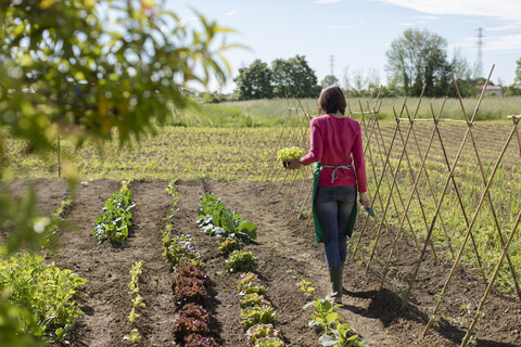 Frau arbeitet in ihrem Gemüsegarten, Italien, lizenzfreies Stockfoto