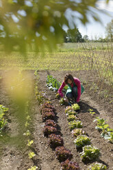 Frau arbeitet in ihrem Gemüsegarten, Italien - MAUF02463