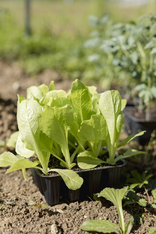 Kopfsalat, Gemüsegarten, Italien, lizenzfreies Stockfoto