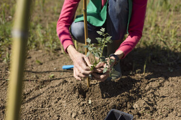 Woman working in her vegetable garden, Italy - MAUF02472