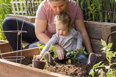 Kaukasische Mutter und Tochter pflanzen Setzlinge im Garten - BLEF04699