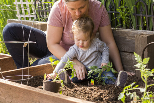 Caucasian mother and daughter planting seedling in garden - BLEF04699