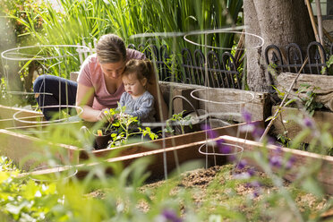 Kaukasische Mutter und Tochter pflanzen Setzlinge im Garten - BLEF04700