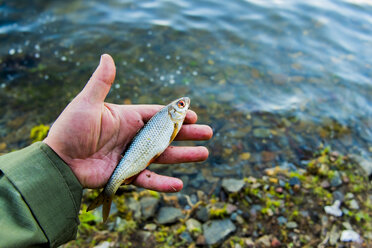 Hand hält kleinen Fisch am Fluss - BLEF04732