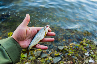 Hand holding small fish at river - BLEF04732