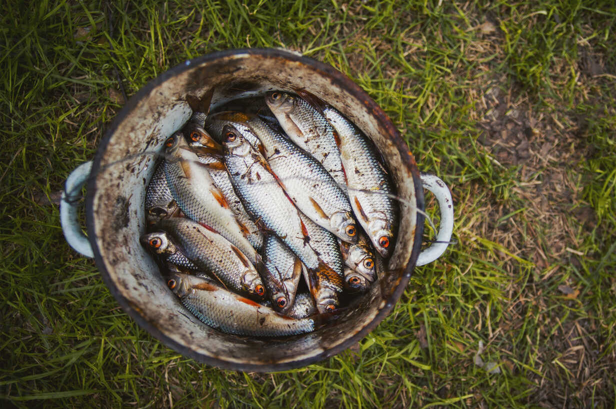 Bucket of fish on grass stock photo