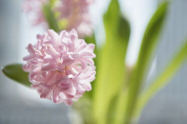 Nahaufnahme von rosa Blumen in einer Vase - BLEF05148