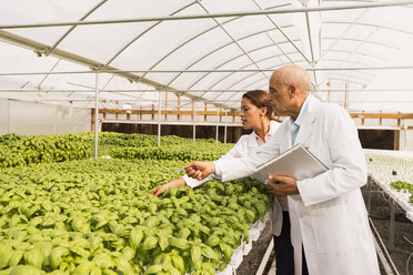 Scientists checking green basil plants in greenhouse - BLEF05459