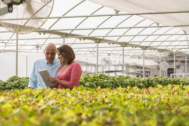 Couple reading clipboard near green plants in greenhouse - BLEF05463