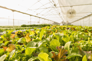 Wet green plants in greenhouse - BLEF05464