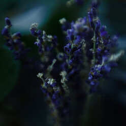 Close up of blooming flowers - BLEF05579