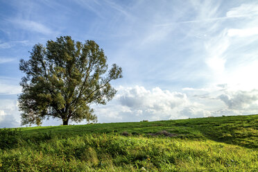 Einzelner Baum auf einer Wiese, Odenwald, Hessen, Deutschland - PUF01511