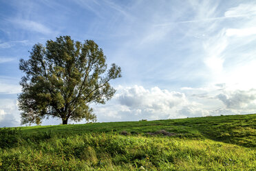 Single tree on a meadow, Odenwald, Hesse, Germany - PUF01511