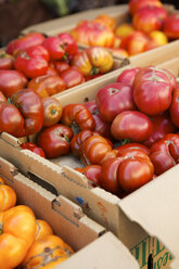 Kisten mit frischen Tomatensorten - BLEF05593