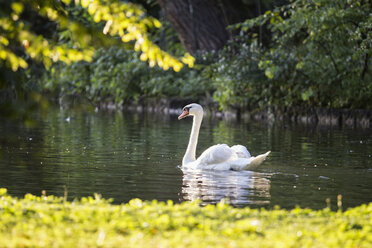 Schwimmender Schwan - MAMF00689