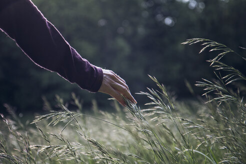 Man's hand touching grasses - MAMF00692