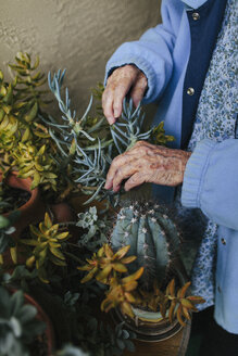 Ältere gemischtrassige Frau kümmert sich um Topfpflanzen - BLEF05636